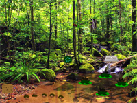 Wet Evergreen Forest Escape